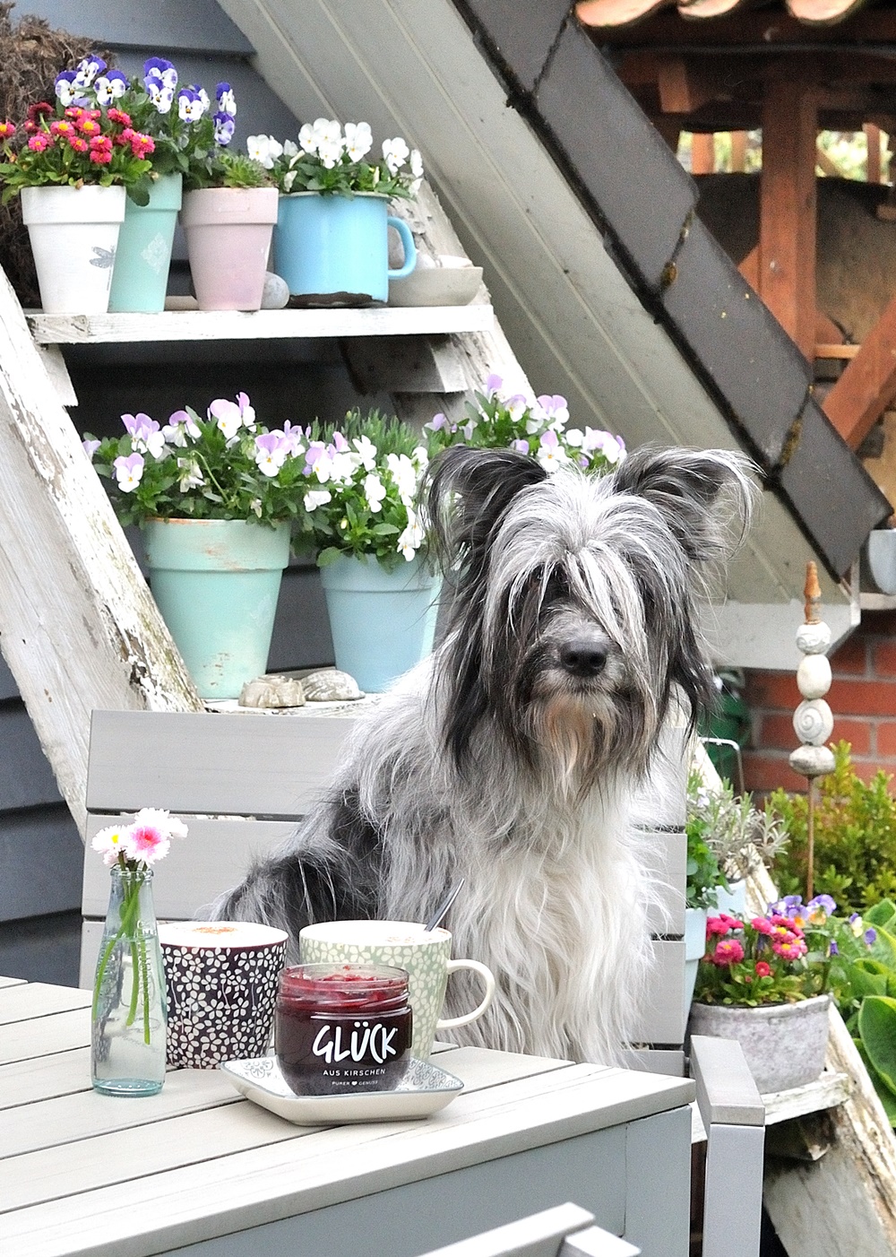 Hund auf Gartenstuhl